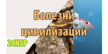Болезни цивилизации и причины их появления