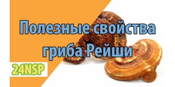 Полезные свойства гриба Рейши