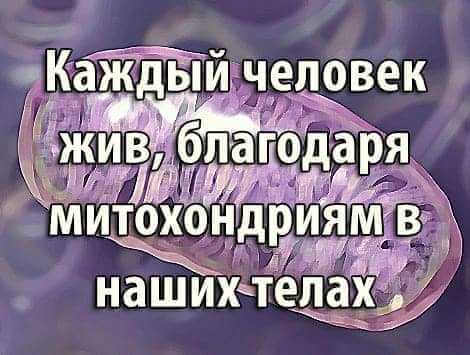 Каждый человек жив, благодаря митохондриям в наших телах Каждый человек жив, благодаря митохондриям в наших телах