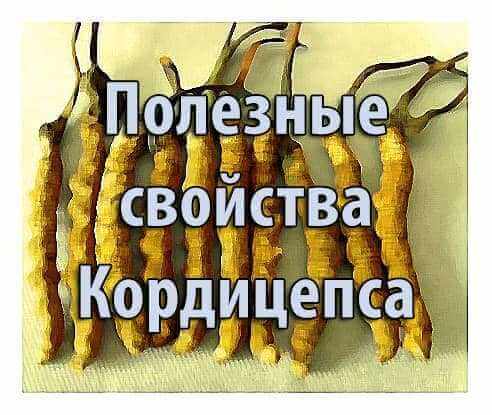 Полезные свойства Кордицепса Полезные свойства Кордицепса